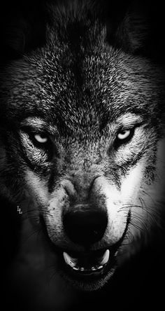 a black and white photo of a wolf's face with it's mouth open