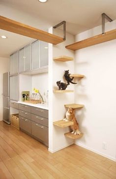 two cats sitting on top of wooden shelves in a kitchen