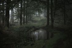 a stream running through a forest filled with lots of green grass and trees on a foggy day