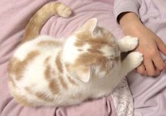 a cat laying on top of a bed next to a person's arm and hand