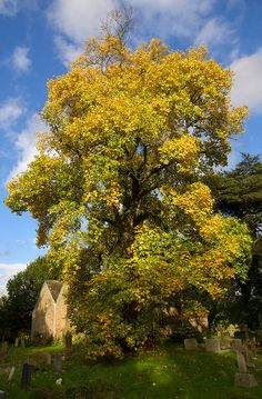 a large tree with yellow leaves in a cemetery yard next to a stone building and blue sky