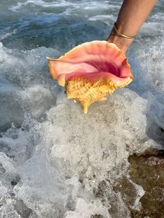 a person standing in the water with their foot on top of a large seashell