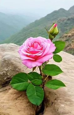 a single pink rose sitting on top of a stone wall with mountains in the background