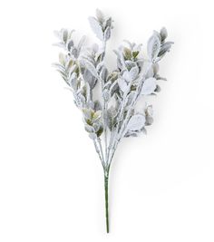 a close up of a plant with snow on it's leaves and stems in front of a white background