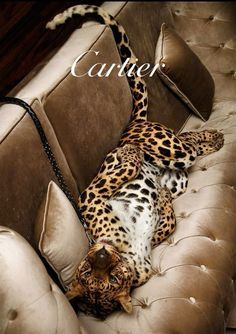 a leopard laying on top of a couch next to pillows and a pillow with the caption carrier