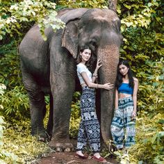 two women standing next to an elephant in the jungle