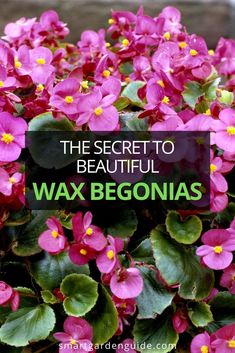 the secret to beautiful wax begonias