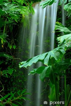 a waterfall in the jungle surrounded by lush green plants and trees, with water falling from it