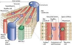 the structure of an animal cell