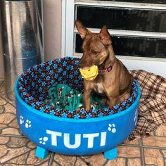 a brown dog sitting in a blue bowl