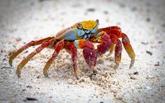 a colorful crab sitting in the sand