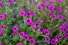 purple flowers are blooming in the garden