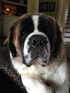 a large brown and white dog sitting on top of a couch