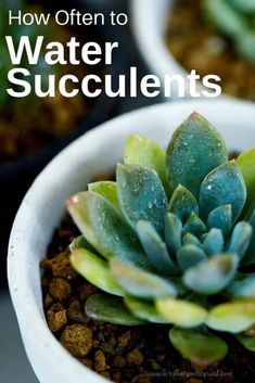 a close up of a plant in a pot with the words how often to water succulents