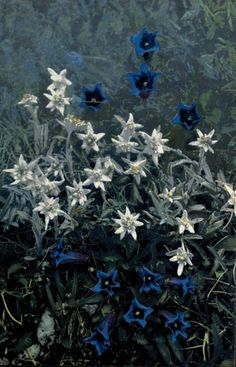 some white and blue flowers in the grass