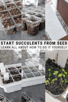 seeding plants in plastic trays with text overlay that says start succulents from seed learn all about how to do it yourself