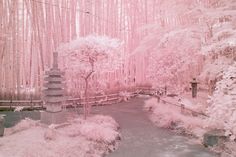 the trees are pink and white in color