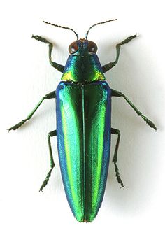 a green and blue bug sitting on top of a white wall