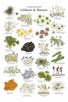 a poster with different types of plants and flowers on the front page, including lichens and mosses