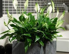 a potted plant sitting on top of a wooden table