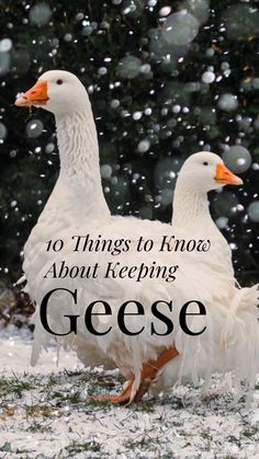 two white geese standing in the snow with text overlay that reads, 10 things to know about keeping geese