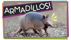 an armadillo is standing in the dirt