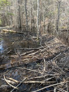 a stream running through a forest filled with lots of tree branches and debris on the ground