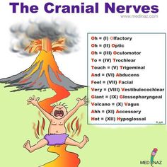 the cranial nerves poster with an image of a man standing in front of a volcano