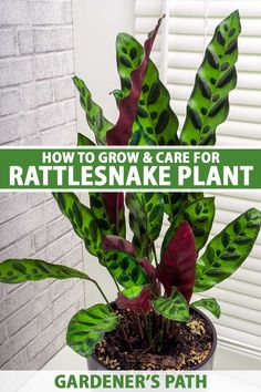 a potted plant with the words how to grow and care for rattlesnake plant