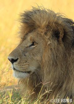 a close up of a lion laying in the grass