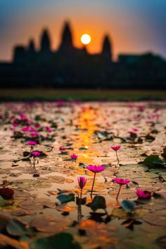 the sun is setting over water with pink flowers in front of it and an image of a