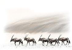 a herd of antelope walking across a snow covered field in front of a mountain