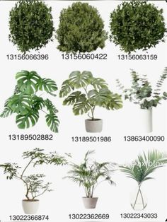 various types of trees and plants in different shapes, sizes and colors are shown on this page