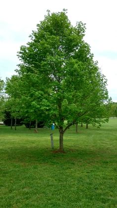 a green tree in the middle of a field with a blue birdhouse on it