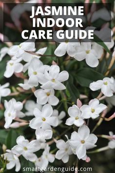 white flowers with text overlay that reads, jasmine indoor care guide smart garden guides