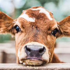 a brown and white cow looking over a wooden fence with it's head resting on the edge