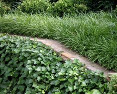 green plants are growing along the edge of a path