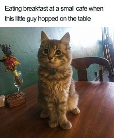 a cat sitting on top of a wooden table