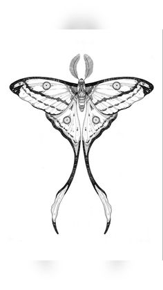 a black and white drawing of a butterfly