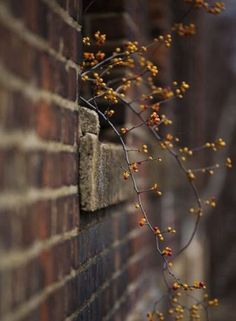 small yellow flowers growing on the side of a brick wall