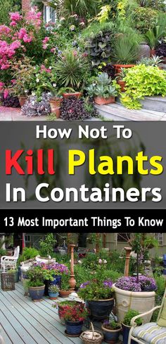 how not to kill plants in containers 13 most important things to know