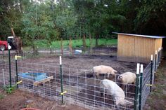 three pigs are standing in the dirt behind a fenced off area with a shed