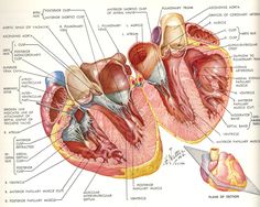 an image of the human heart with labels on it's structures and major vessels