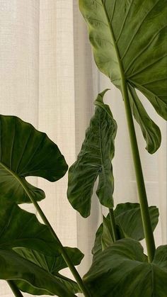 a large green plant sitting in front of a window next to a white drapes