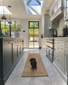 a brown dog sitting on top of a rug in a kitchen