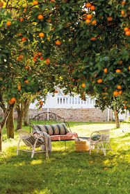 an orange tree filled with lots of oranges next to a bench and table in the grass