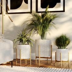 three potted plants are sitting in front of two pictures on the wall, one is white and the other is gold