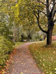 a path in the middle of a park with trees and leaves on it's sides