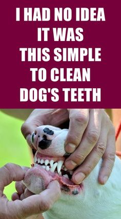 a dog is getting his teeth brushed by someone's hand with the caption, i had no idea it was this simple to clean to clean dogs teeth