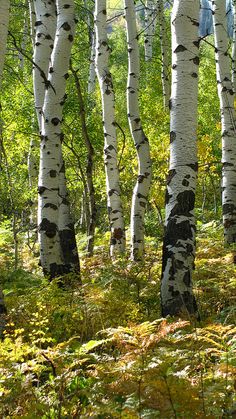 a forest filled with lots of tall white trees